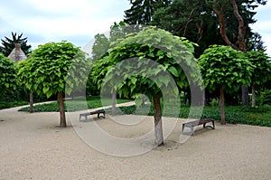 It is a low tree, with large leaves. The heart-shaped leaves are light to medium green. The tree maintains a broadly spherical, co photo