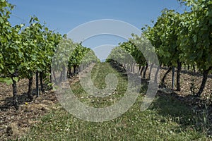 Low view of a French vineyard alley