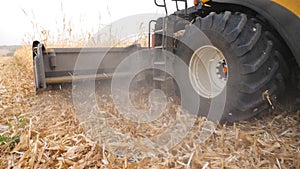 Low view on harvester gathering corn crop in farmland. Close up header of combine cutting dry maize stalks during