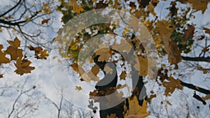 Low view on high tree and yellow maple leaves falling to ground in autumn forest. Close up of bright foliage flying at