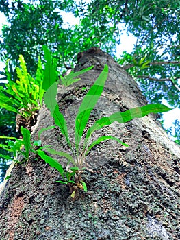 low view of jungle tree with parasitic pests attached