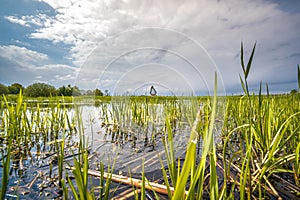 Low view of pond between the reeds with a coastal structure in the distance