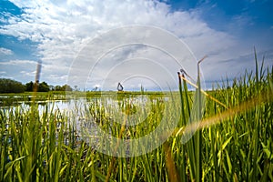 Low view of pond between the reeds with a coastal structure in the distance