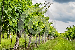 Low view of rows of a grape vineyard in Texas Hill Country