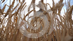 Low view of young farmer walking through the wheat field and touching golden ears of crop. Male hand of agronomist