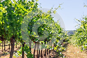Low vineyard bushes with lush green foliage, young clusters of small grapes and vigorous shoots stretching towards sun