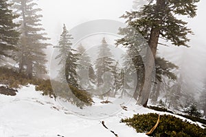 Low visibility on a day with heavy fog covering the forests of Mount San Antonio Mt Baldy, Los Angeles county, California