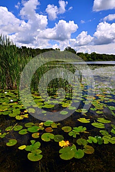 Low on water Lily Pads and Cattails on an Inland Lake