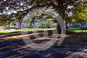 Low winter sun casting long shadows