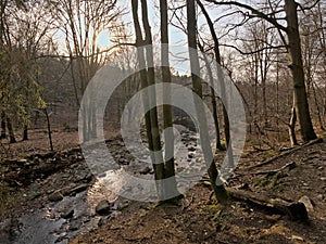 Low winter sun over a creek in a forest in high fens region in Belgium