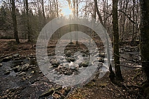 Low winter sun over a creek in a forest in high fens region in Belgium