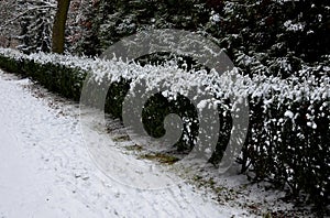 on a low yew hedge, everything is frozen and frozen by the hoarfrost