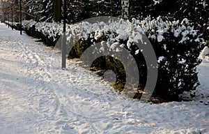 on a low yew hedge, everything is frozen and frozen by the hoarfrost of