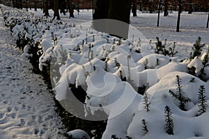 on a low yew hedge, everything is frozen and frozen by the hoarfrost of