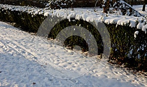 on a low yew hedge, everything is frozen and frozen by the hoarfrost of