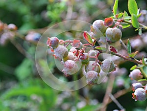 Lowbush blueberry