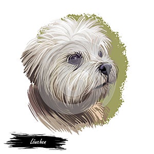Lowchen little lion dog, petit chien toy breed digital art illustration. French canine, pet originated in France with