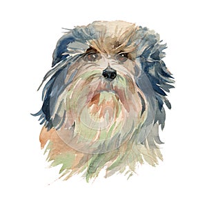 Lowchen, Little Lion Dog portrait