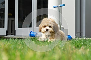 Lowchen puppy on green grass photo