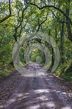 Lowcountry Dirt Road with Oak Trees to Botany Bay Plantation in Edisto Island