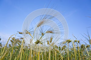 Lowe angle view of wheat or other cereal plant photo