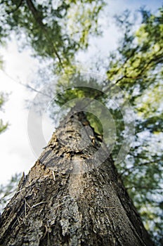 Lower angle shot, under the trunk of sea oak tree Casuarina equ