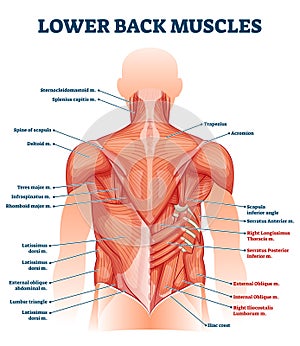 Lower back muscles labeled educational anatomical scheme vector illustration