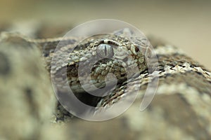 Lower California rattlesnake