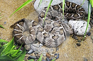 Lower California Rattlesnake.