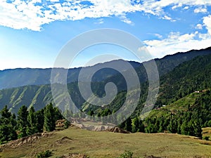 lower dir forest large is large photo