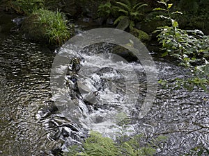 Lower Dolgoch Falls,Aberdovey,Gwynedd, Wales