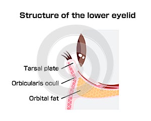 Lower eyelid structure illustration