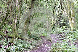 The lower, flat, section of the path from Burrington Combe and Beacon Batch, Mendip hills.