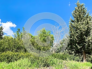 Lower Galilee panorama at spring time