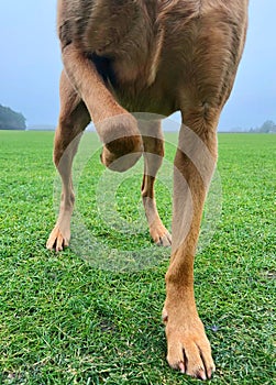 Lower half of a pet dog standing near three legs with a leg injury