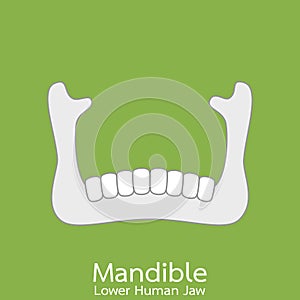 Lower human jaw - mandible