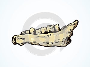 The lower jaw of animal. Vector drawing