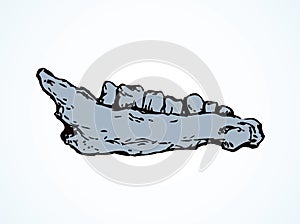 The lower jaw of animal. Vector drawing