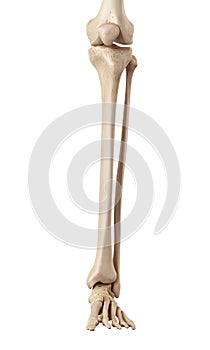 The lower leg bones