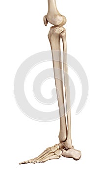 The lower leg bones