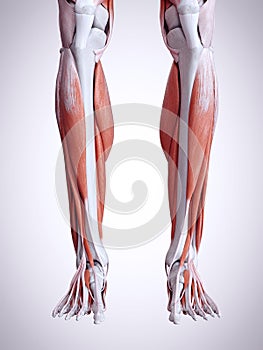 The lower leg muscles