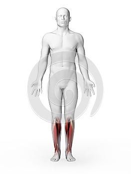 Lower leg muscles
