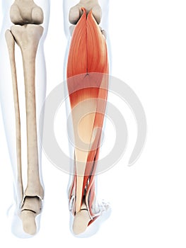 The lower leg muscles