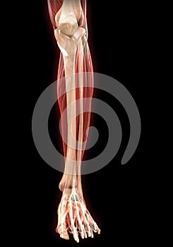 Lower Legs Muscles Anatomy