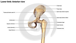 Lower Limb Bones Anterior view