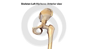 Lower Limb Bones Anterior view photo