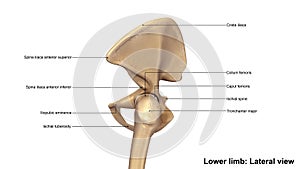 Lower Limb Bones Lateral view