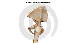 Lower Limb Bones Lateral view