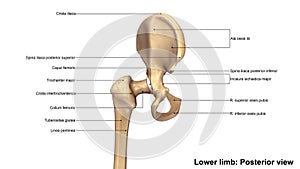 Lower Limb Bones Posterior view