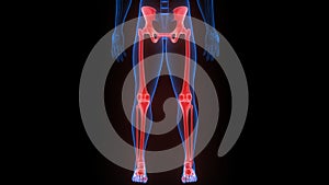 Lower Limbs Bone Joints of Human Skeleton System Anatomy X-ray 3D rendering
